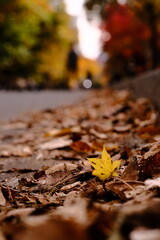 Single Yellow Leaf on Forest Ground