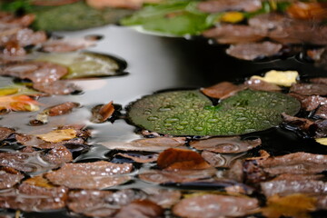 Lily Pad with Dew and Floating Leaves