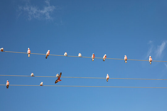 Galahs on power lines against a blue sky