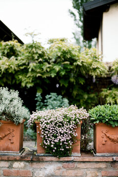 Three aromatic plants pots in a row on small brick wall