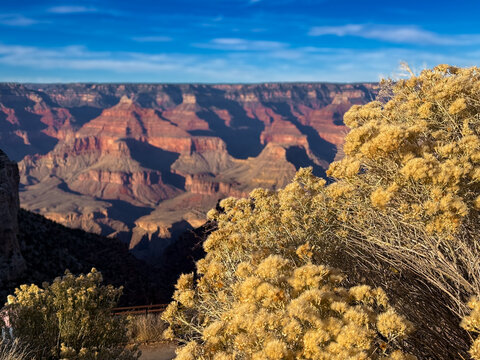 Rubber Rabbitbrush Shrub, Hermit's Rest, Grand Canyon National Park, Arizona, USA