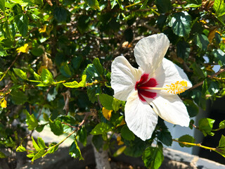 White hibiscus flower blooms amidst lush green leaves, natural beauty in a tropical garden setting, ideal for nature enthusiasts. Background with copy space