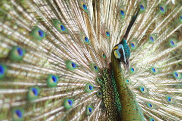 Obraz premium peacock with feathers