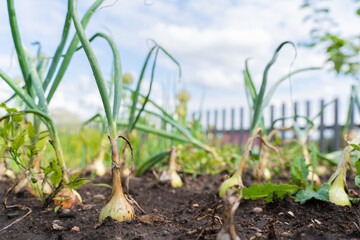 Organic onion garden with fresh green shoots under blue sky