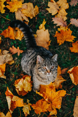 Fototapeta premium Portrait of Striped Cat in Autumn. Cat Surrounded by Autumn Leaves Outdoors. Autumn season and animals.Tabby kitten and yellow maple leaves on an autumn lawn.