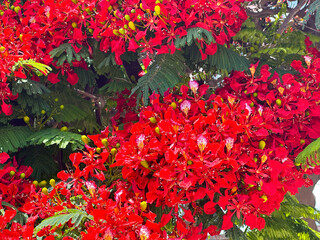 Background of Flamboyant or Delonix Regia vibrant red flowers closeup. Beautiful tropical flowers of the flame tree in full bloom.