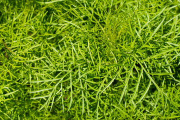 Bright green, lime fresh grass. Greenery background, texture. Copy space