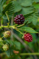 Cluster of blackberries on a leaf