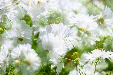 Close up of White Cosmos Flowers in Summer Garden