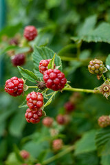 Cluster of red berries on a bush