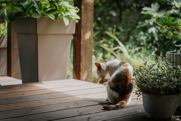 Domestic cat washing itself on the terrace of a country cottage