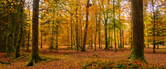 Golden trees in the New Forest in autumn