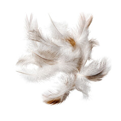 Fluffy white and brown feathers