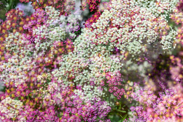 Abstract Multiple Exposure of Yarrow Plant Flowers on Sunny Day