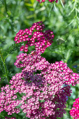Close up of Yarrow Plant Flowers on Sunny Day