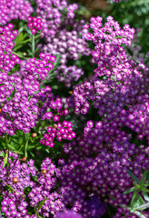 Fototapeta premium Close up of Yarrow Plant Flowers on Sunny Day