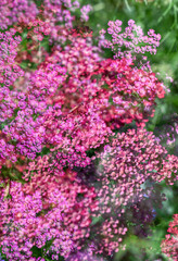 Abstract Multiple Exposure of Yarrow Plant Flowers on Sunny Day