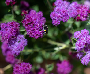Large Bumble Bee on Ageratum Red Flint Growing in Garden