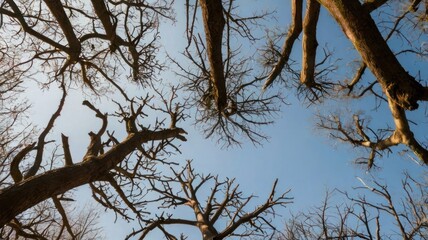Looking up at bare tree branches against a blue sky