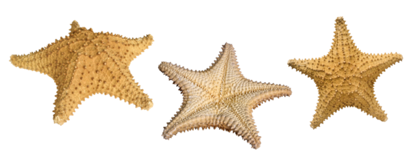 Group of three starfish isolated cutout on transparent