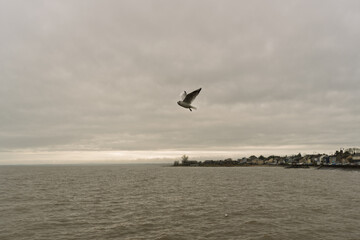 A seagull flies over the ocean and a town