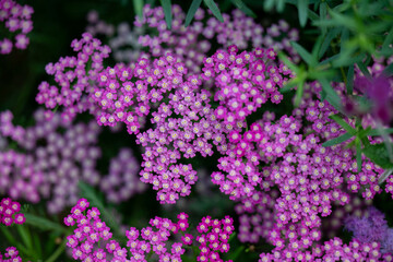Close up of Flower Field with Yarrow Flowers in Various Shades 