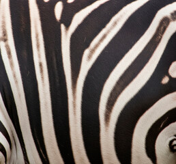 Zebra Stripes Close-up Pattern