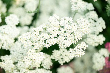 Close up of Flower Field with Yarrow Flowers in Various Shades 