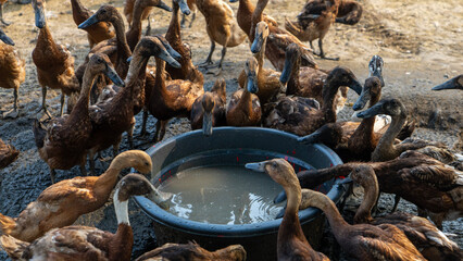 Brown Ducks Drinking Water From Dark Basin in Rural Setting