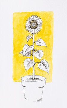 Sunflower Botanical Illustration 