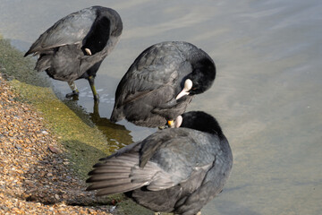 Three black birds are drinking water from a pond