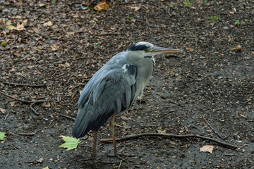 A grey bird with a black beak stands on the ground