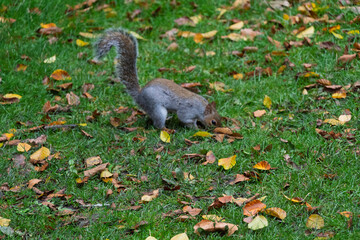 A squirrel is walking through a field of leaves