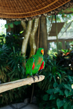 Colorful Parrot Perched in Tropical Greenery