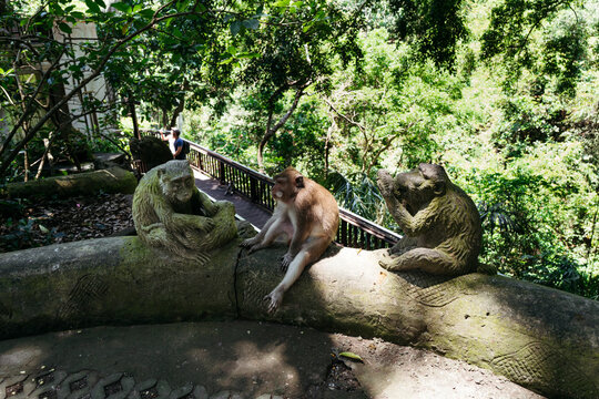 Monkeys Chill in Greenery