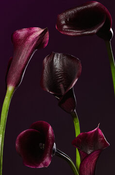 Dark purple calla lilies against a deep background showcase elegance