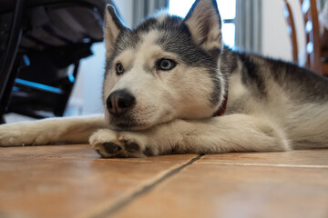 A dog is laying on the floor with its head down