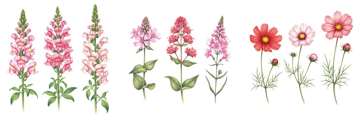 A vibrant watercolor flower collection of beautiful garden botanicals, including pink snapdragons and red cosmos, isolated for design.