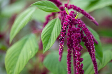 Amaranth Dreadlocks Growing in Summer Garden