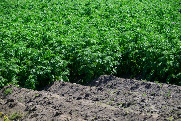 Lush green potato plants stretch across a large field featuring freshly tilled earth. The scene captures the vibrant growth and healthy foliage typical of mid-summer crops
