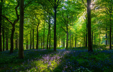 Fototapeta premium Sunlight shines through trees in bluebell woods stock photo