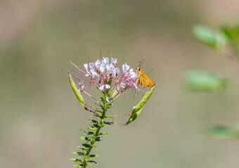 A Delaware Skipper butterfly nectaring on Red-whiskered Clammyweed.