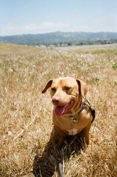 35mm film portrait dog 