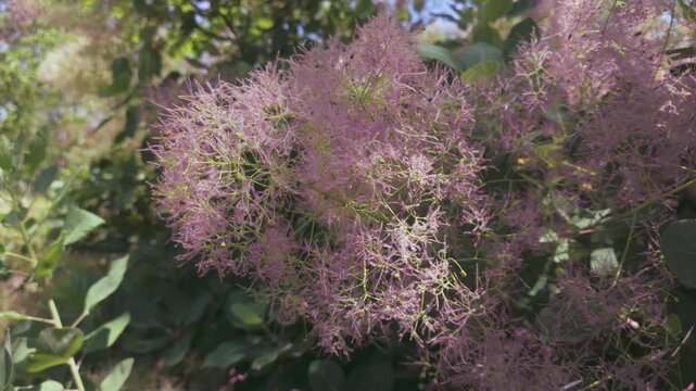 Close-up of pink, fluffy seed heads of the Eurasian smoketree (Cotinus coggygria) sway in the breeze on a sunny day
