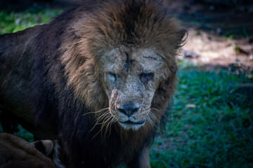 Close up view of an adult male lion (Panthera leo) with scratches on its face, hinting at how dangerous life in the wild is.