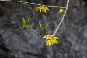 ヤマトレンギョウ