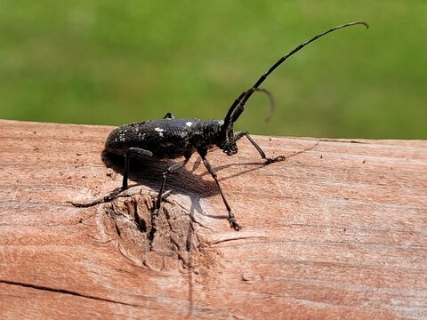 Pine sawyer beetle