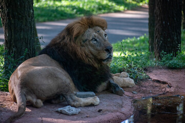 Naklejka premium Powerful lion (Panthera leo) basking in calm morning light.
