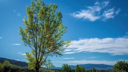 Obraz premium Towering Poplar Trees: Fast-Growing Species with Slender Trunks, Fluttering Leaves, and Iconic Silhouettes, Thriving in Forests, Riverbanks, and Urban Landscapes, Capturing Natural Elegance for Arbori