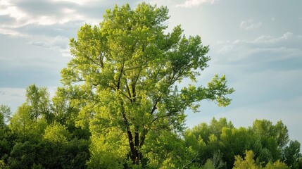Fototapeta premium Towering Poplar Trees: Fast-Growing Species with Slender Trunks, Fluttering Leaves, and Iconic Silhouettes, Thriving in Forests, Riverbanks, and Urban Landscapes, Capturing Natural Elegance for Arbori